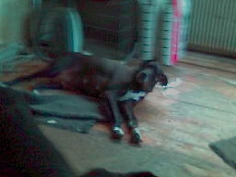 Grand danois Baby - Jeg har været ude på en lang gåtur pyha, nu må jeg altså ligge ned billede 12