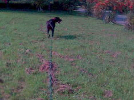 Grand danois Baby - Og så vandre vi ud i fædrelandet, kom nu gamle billede 13