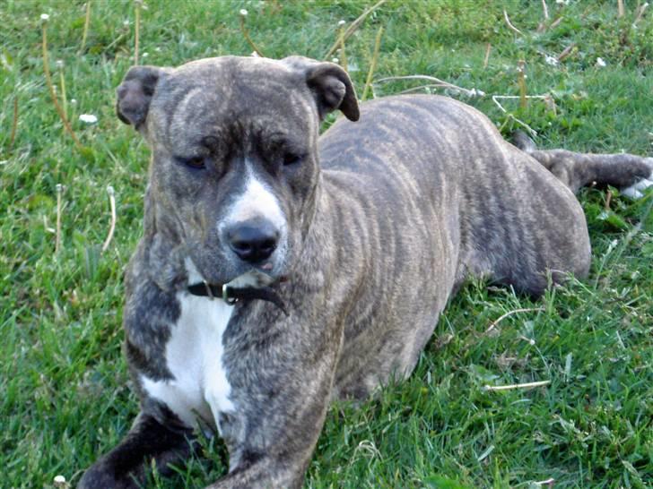 Amerikansk staffordshire terrier Freja - Hej Jeg hedder Freja, Velkommen til min profil billede 1