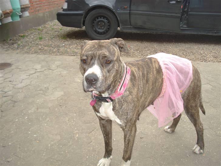 Amerikansk staffordshire terrier Freja - Ejj mor har givet mig ballet kjole på. billede 2