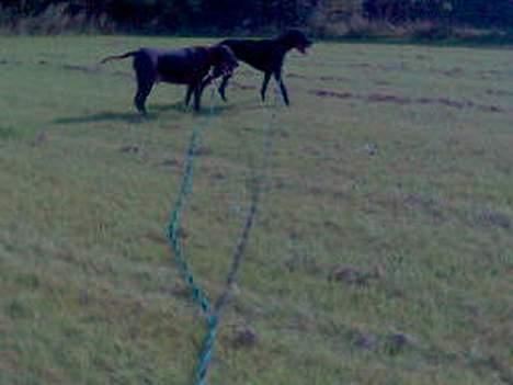 Grand danois Baby - Hey mutter fit, tror du du kan løbe fra mig? ´støn støn´ billede 14