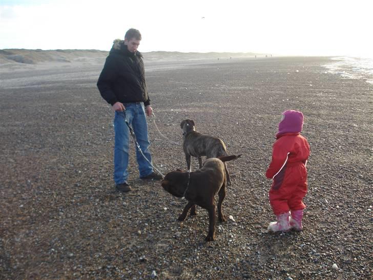 Amerikansk staffordshire terrier Freja - Strandtur den 30/12-07. Lykke, far, boxi og Freja (mor bag kamera) billede 3