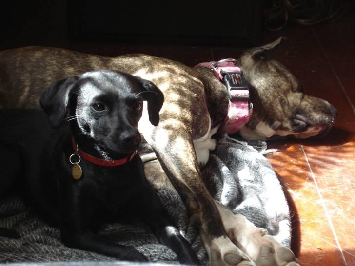 Amerikansk staffordshire terrier Freja - Ligger og putter med Mia billede 4