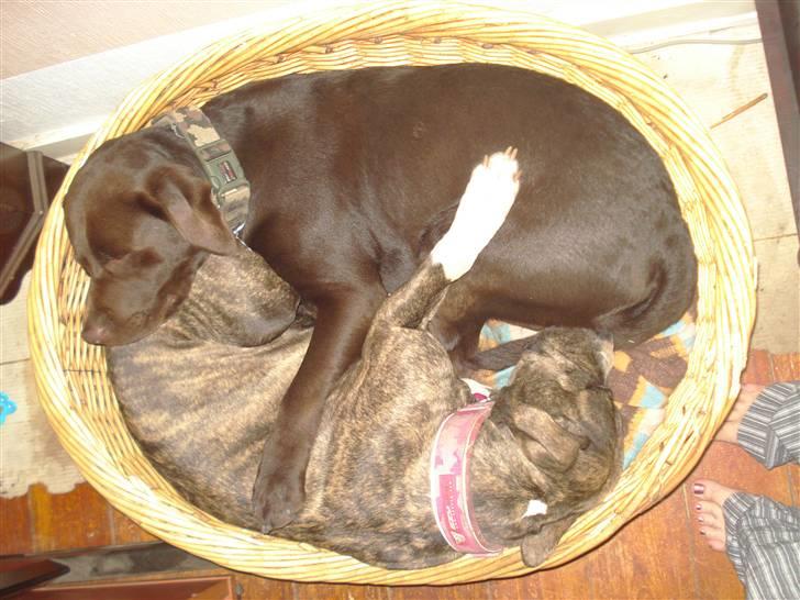 Amerikansk staffordshire terrier Freja - Nååhr så søde de er :-) billede 5