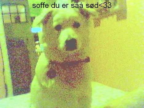 Blanding af racer soffie/ soffe - her er lille jeq jo så billede 4