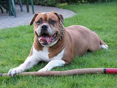 Amerikansk bulldog Geo-R.I.P - NYT! 30.apr-- Hygger i Farmors have billede 13