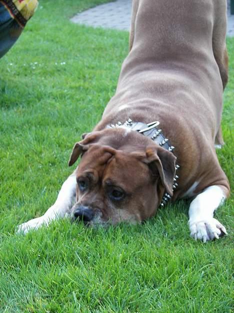 Amerikansk bulldog Geo-R.I.P - NYT:30apr. Lægger op til leg! billede 14