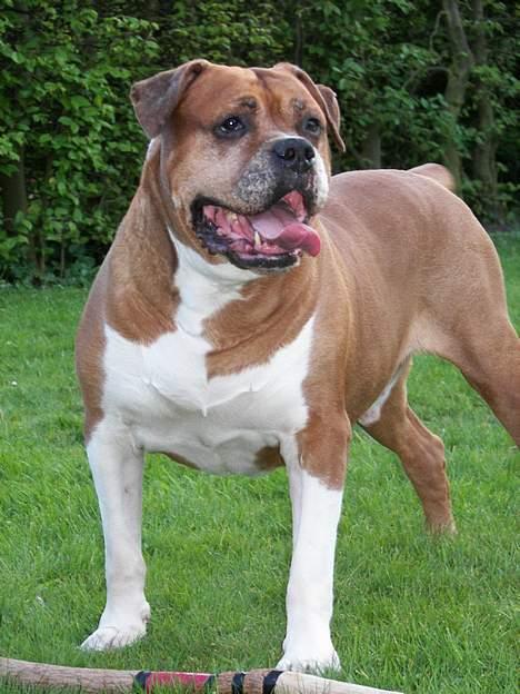 Amerikansk bulldog Geo-R.I.P - NYT!!30apr. passer på min kæp!! billede 15