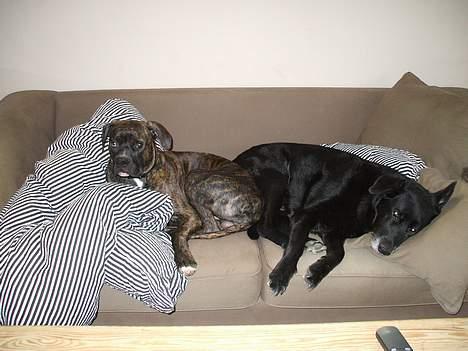 Amerikansk bulldog aslan - Aslan og "storebror" igang med sofa hygge billede 7