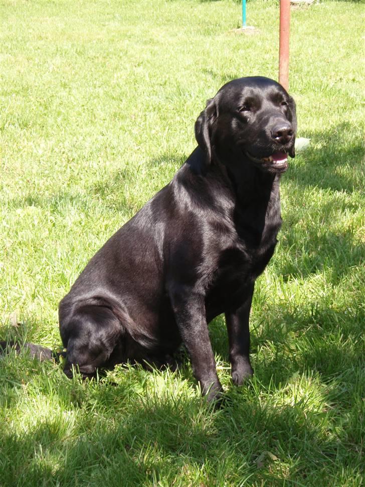 Labrador retriever Duncan - Jeg vil nu helst sidde op af noget...;) billede 1
