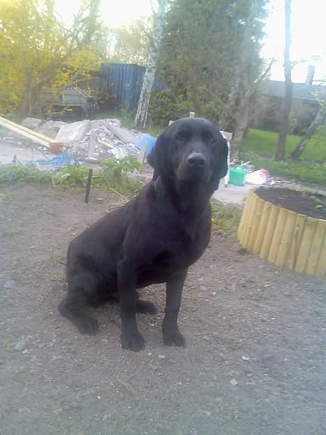 Labrador retriever Duncan - Duncan, en af de første dage i sin nye familie... billede 2