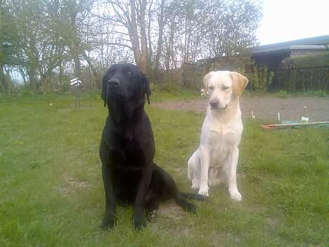 Labrador retriever Duncan billede 3