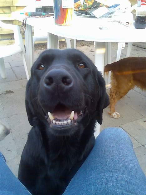 Labrador retriever Duncan billede 4