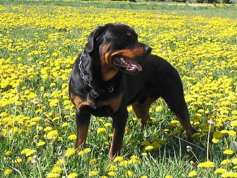 Rottweiler Elvis - I Blomstermarken <3  billede 20