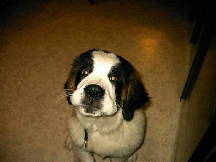 Sankt bernhardshund R.I.P Buller<3  - Buller ude i haven. er det ikke sødt? billede 1