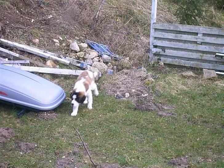 Sankt bernhardshund R.I.P Buller<3  - Se lige mig! billede 2