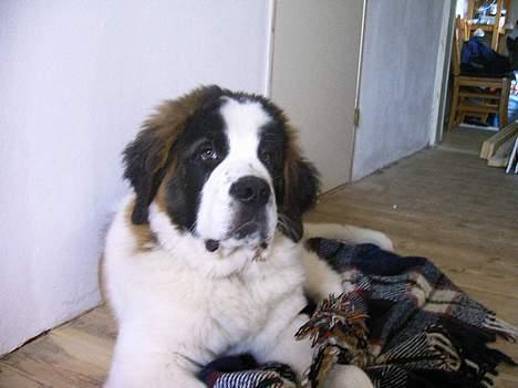 Sankt bernhardshund R.I.P Buller<3  - Jeg keder mig lige nu billede 3