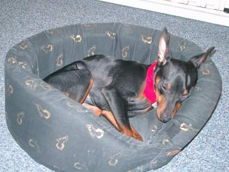 Dvaergpinscher Wiggo - Total skæv efter kastration!! billede 9