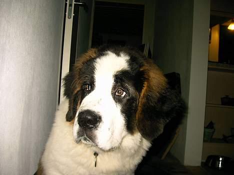 Sankt bernhardshund R.I.P Buller<3  - Hva er det der henne? billede 4
