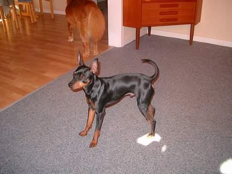 Dvaergpinscher Wiggo - Uhmmm jeg for lækker. billede 10