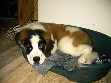 Sankt bernhardshund R.I.P Buller<3  - Alle har brug for en slapper engang imellem ZZzzZZzzZZ billede 5