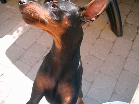 Dvaergpinscher Wiggo - Må jeg ikke engang komme op, hmm fornærmet. billede 11