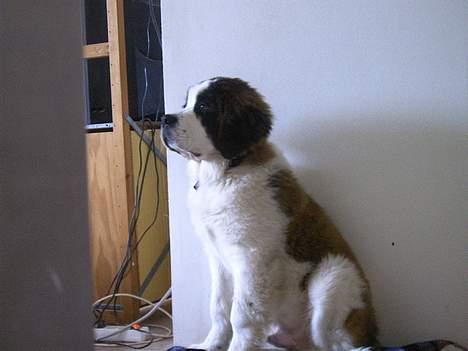 Sankt bernhardshund R.I.P Buller<3  - Se jeg er en rigtig udstillingshund billede 6