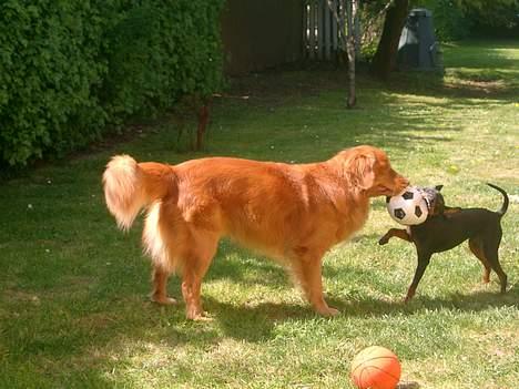 Dvaergpinscher Wiggo - Grrrhhhhgggrrr lidt så giv mig dog den bold, eller jeg....... billede 12