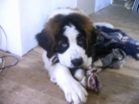 Sankt bernhardshund R.I.P Buller<3  - Den her må jeg bide i billede 7