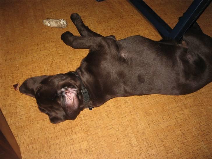 Labrador retriever Balou - En træt Balou, der ikke opfatter der ligger et stykke pølse foran ham. billede 12