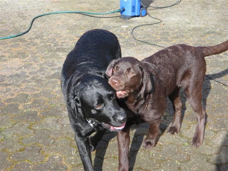 Labrador retriever Balou billede 13