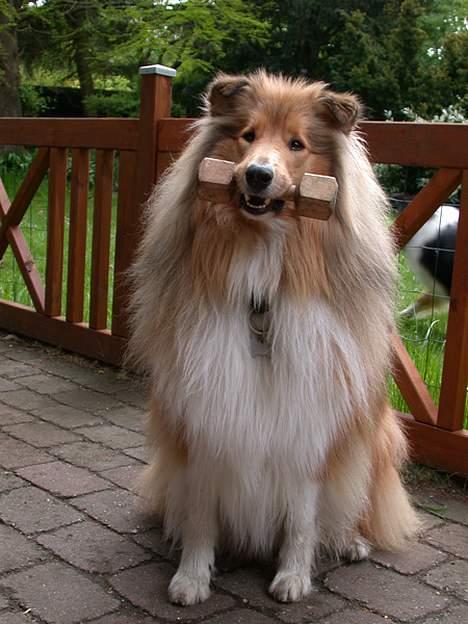 Collie langhåret Gimli billede 9