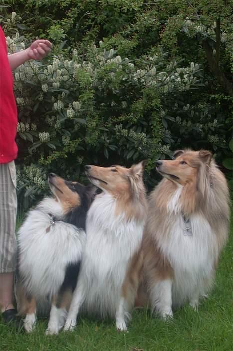 Collie langhåret Gimli billede 10