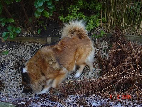 Islandsk fårehund Eyja billede 14