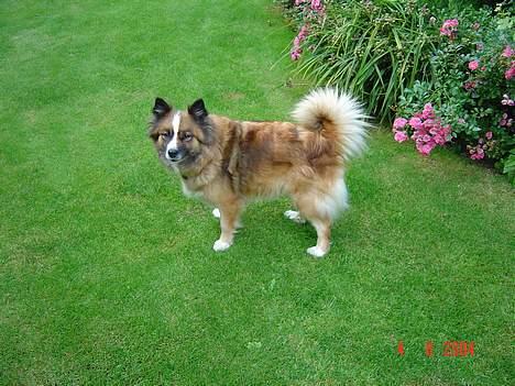 Islandsk fårehund Eyja billede 15