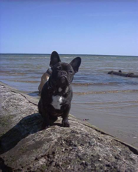 Fransk bulldog Barney of sweet angel - Så er jeg kommet til  vandet for første gang....det er totalt skønt! billede 16