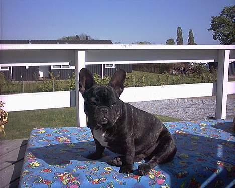 Fransk bulldog Barney of sweet angel - Farmor og farfas sommerhus..her kunne jeg hurtig vænne mig til at bo.  billede 17