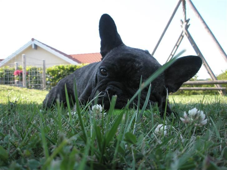 Fransk bulldog Barney of sweet angel - Slapper af i græsset. billede 18