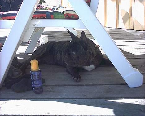 Fransk bulldog Barney of sweet angel - Jeg bruger faktor 20, så i ved det! billede 19