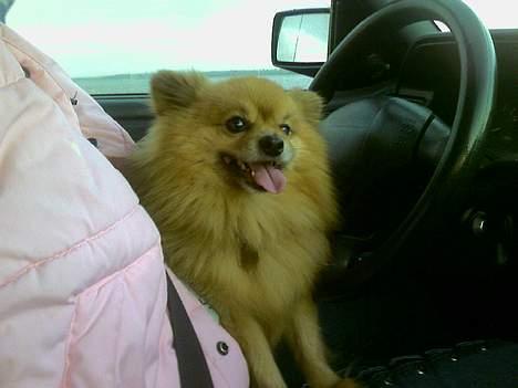 Pomeranian R.I.P Batman -  det er så en dag vi er ude og kører bil . det elsker han bare ..  billede 1