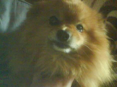 Pomeranian R.I.P Batman - se lige hvor sød han er .  billede 2