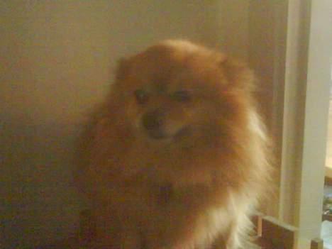 Pomeranian R.I.P Batman - se´´ hvor en stor hund jeg er ..  billede 3