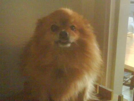 Pomeranian R.I.P Batman -  han ser lidt sur ud ..  billede 4