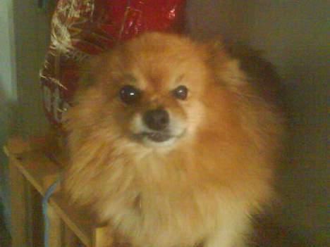 Pomeranian R.I.P Batman - bøh siger jeg .. jeg fandt min god bid  billede 5