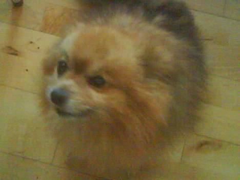Pomeranian R.I.P Batman - mor lager med miig .. :P skal finde god biden :P  billede 6
