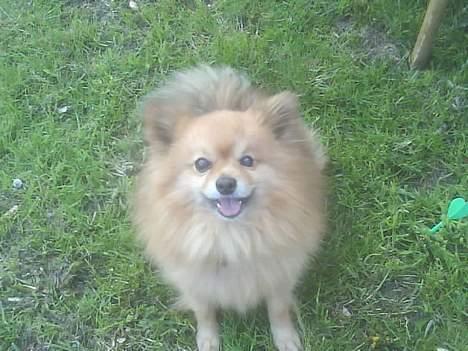 Pomeranian R.I.P Batman - det er så ude i min dejlige have.  billede 8