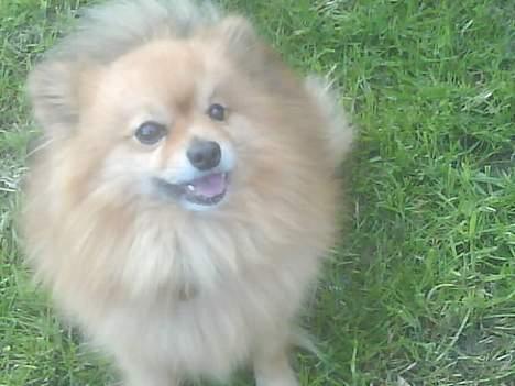 Pomeranian R.I.P Batman - der har vi lige vært ved og lage med sokken ..  billede 9