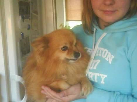 Pomeranian R.I.P Batman - her sidder jeg ved min lille mor.. :p  billede 10