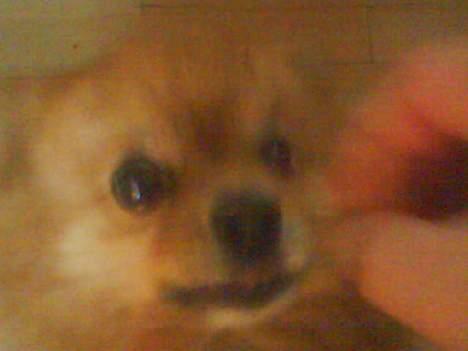 Pomeranian R.I.P Batman -  god bid .. det kan vi li siger han ..  billede 11