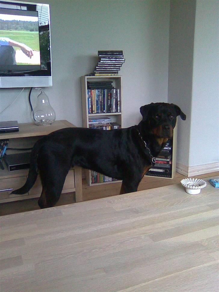 Rottweiler Bailey * R.I.P * billede 1